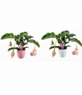 Medinilla
