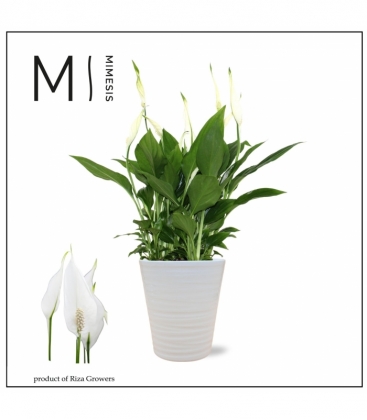 Spathiphyllum