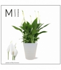 Spathiphyllum