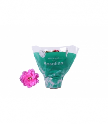 Kalanchoe