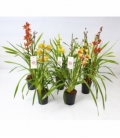 Cymbidium
