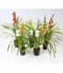 Cymbidium