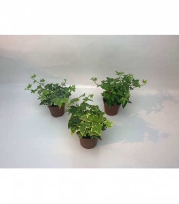 Hedera