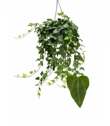 Hedera