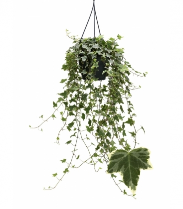 Hedera