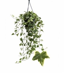 Hedera