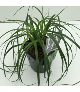 Carex