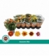 Chrysanthemum