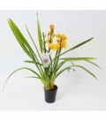 Cymbidium