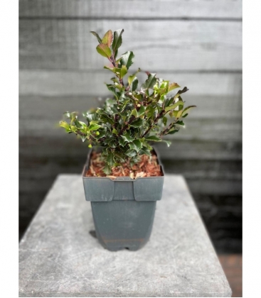 Ilex