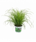 Cyperus
