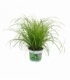 Cyperus