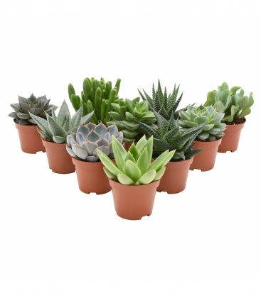 succulents