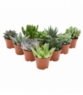 succulents