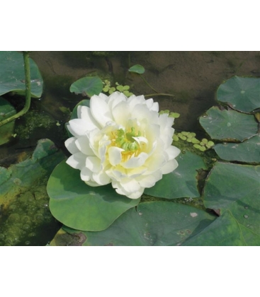 Nelumbo