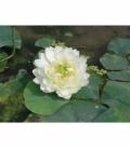 Nelumbo