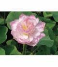 Nelumbo