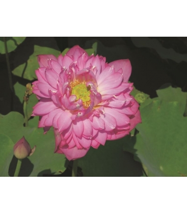 Nelumbo