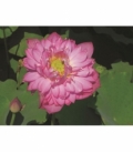 Nelumbo