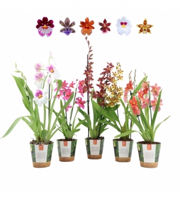 OrchideeÃ«n