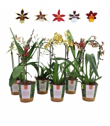 OrchideeÃ«n