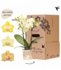 Phalaenopsis