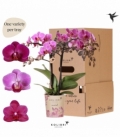 Phalaenopsis