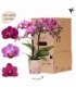 Phalaenopsis