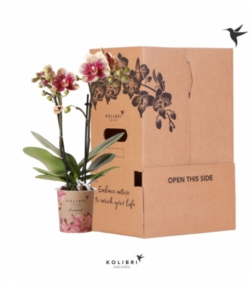 Phalaenopsis