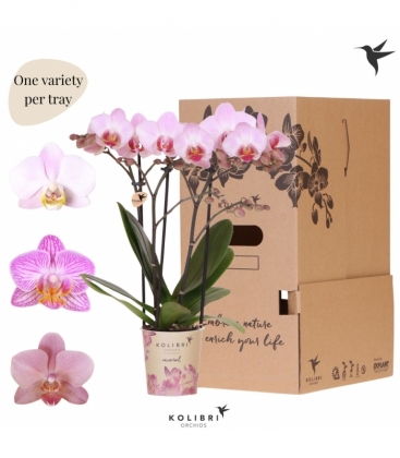 Phalaenopsis
