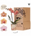 Phalaenopsis