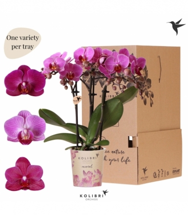 Phalaenopsis