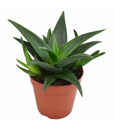 Haworthia
