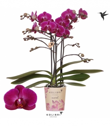 Phalaenopsis
