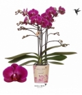 Phalaenopsis