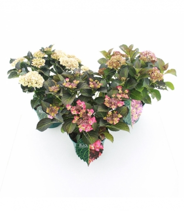 Hydrangea