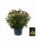 Rudbeckia