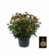 Rudbeckia