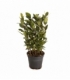 Laurus