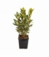 Laurus