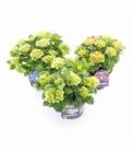 Hydrangea