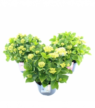 Hydrangea