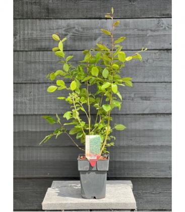 Carpinus
