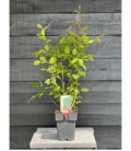 Carpinus