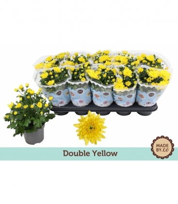 Chrysanthemum