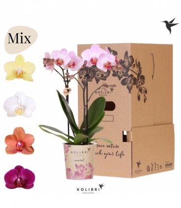 Phalaenopsis