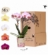Phalaenopsis