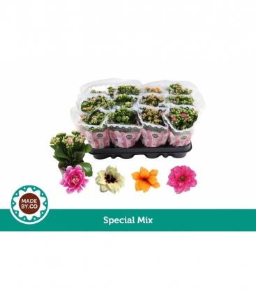 Kalanchoe