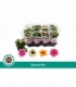 Kalanchoe
