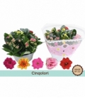 Kalanchoe